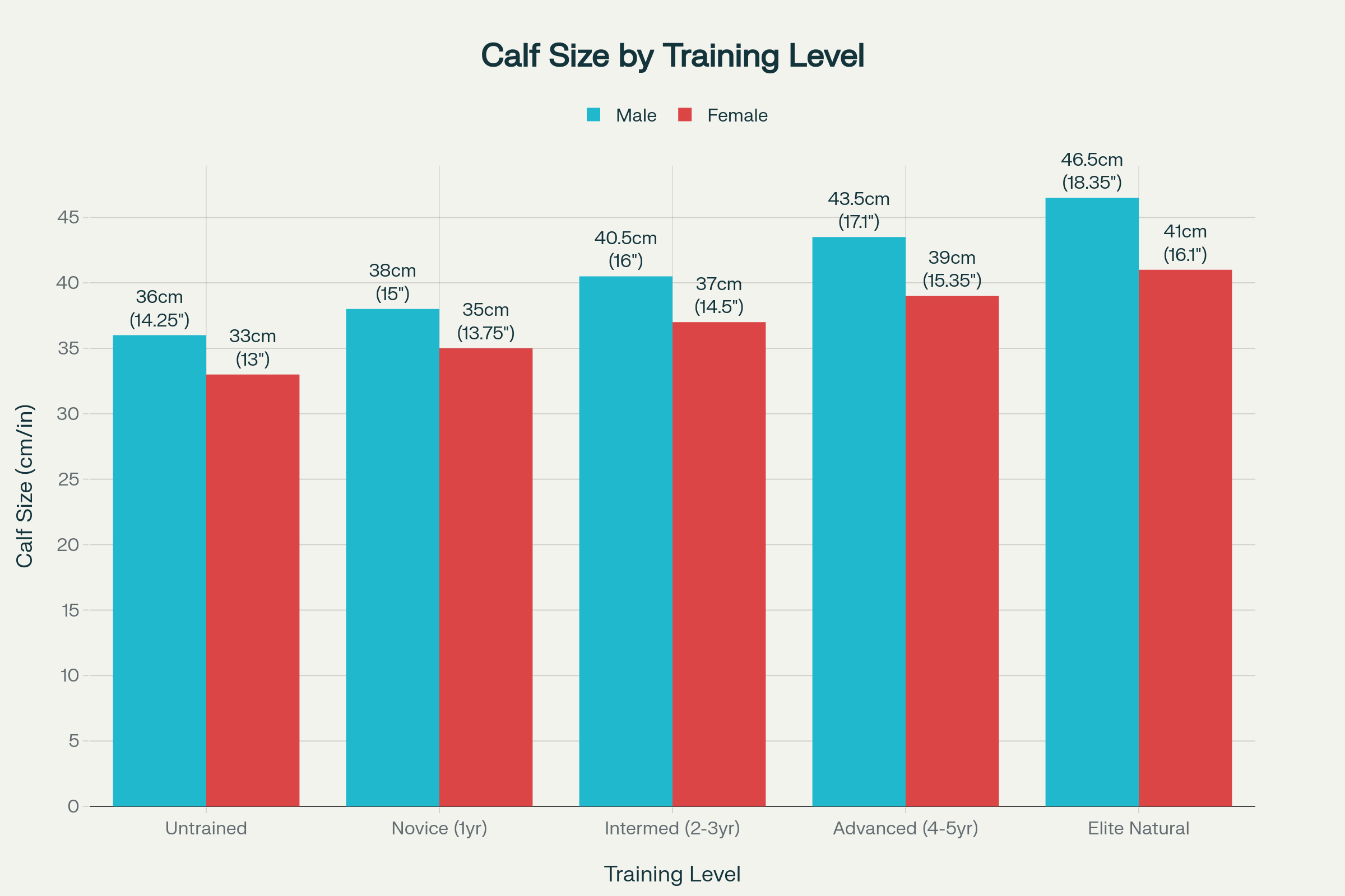 Average Calf Sizes by Training Level
